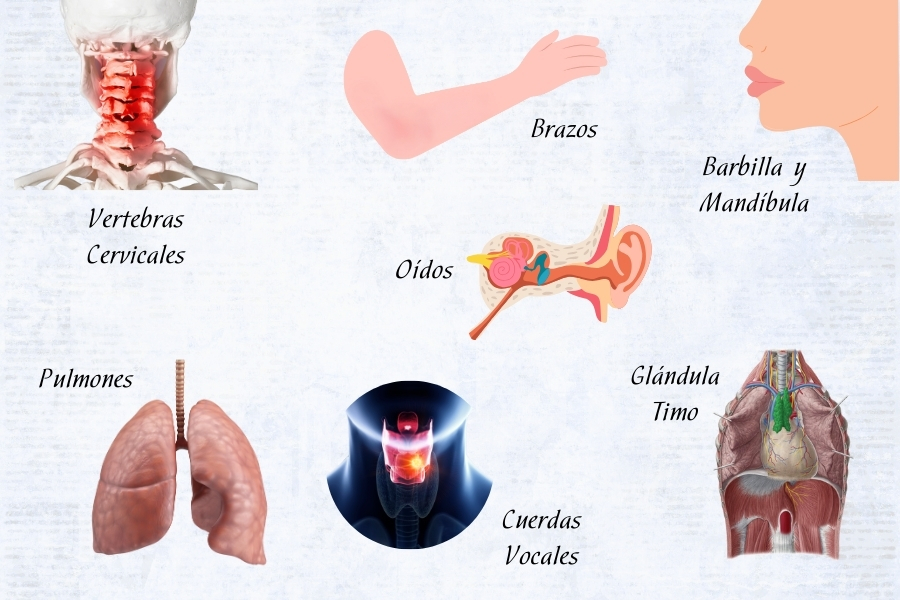 órganos vinculados al quinto chakra